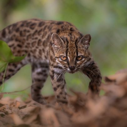 Nova espécie de felino é identificada na Bolívia após mais de um século
