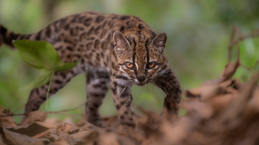 Nova espécie de felino é identificada na Bolívia após mais de um século