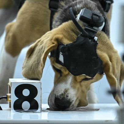 Startupt indiana usa cães e IA para detectar câncer pelo hálito humano