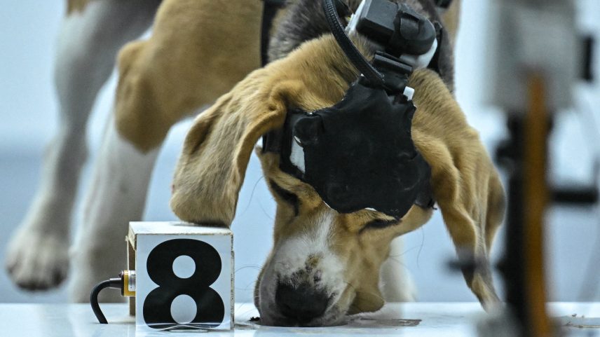Startupt indiana usa cães e IA para detectar câncer pelo hálito humano