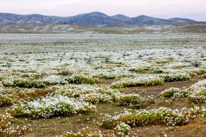 Planície coberta por touceiras de flores brancas com folhagem verde, intercaladas com trechos de terra marrom. Ao fundo, colinas claras e morros acinzentados sob um céu nublado e esbranquiçado.