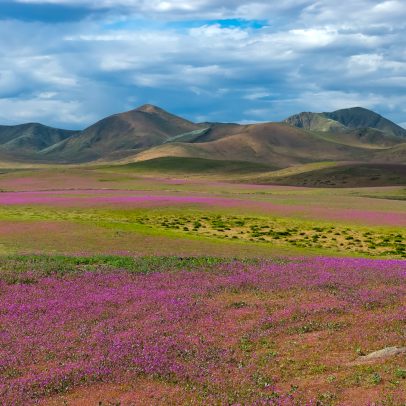 Deserto do Atacama fica coberto de flores após chuvas do El Niño