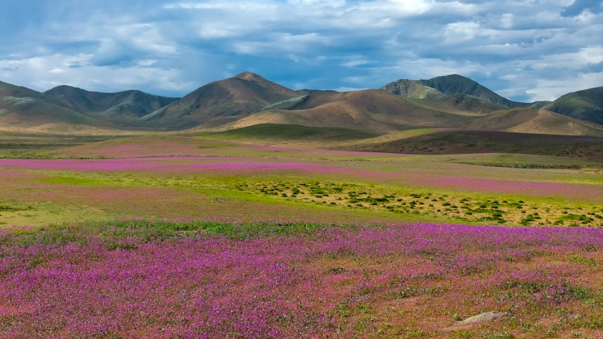 Deserto do Atacama fica coberto de flores após chuvas do El Niño