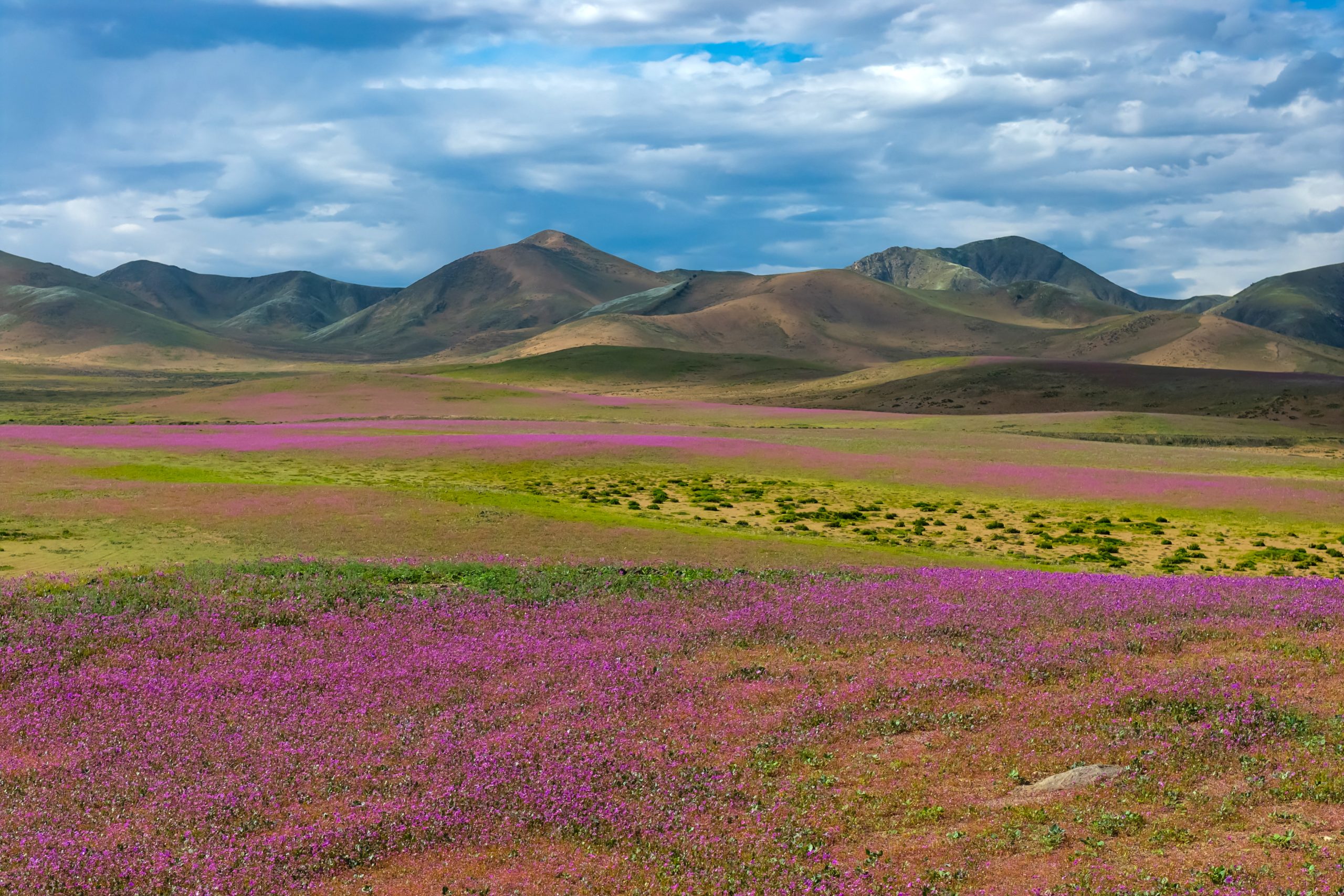 Deserto do Atacama fica coberto de flores após chuvas do El Niño