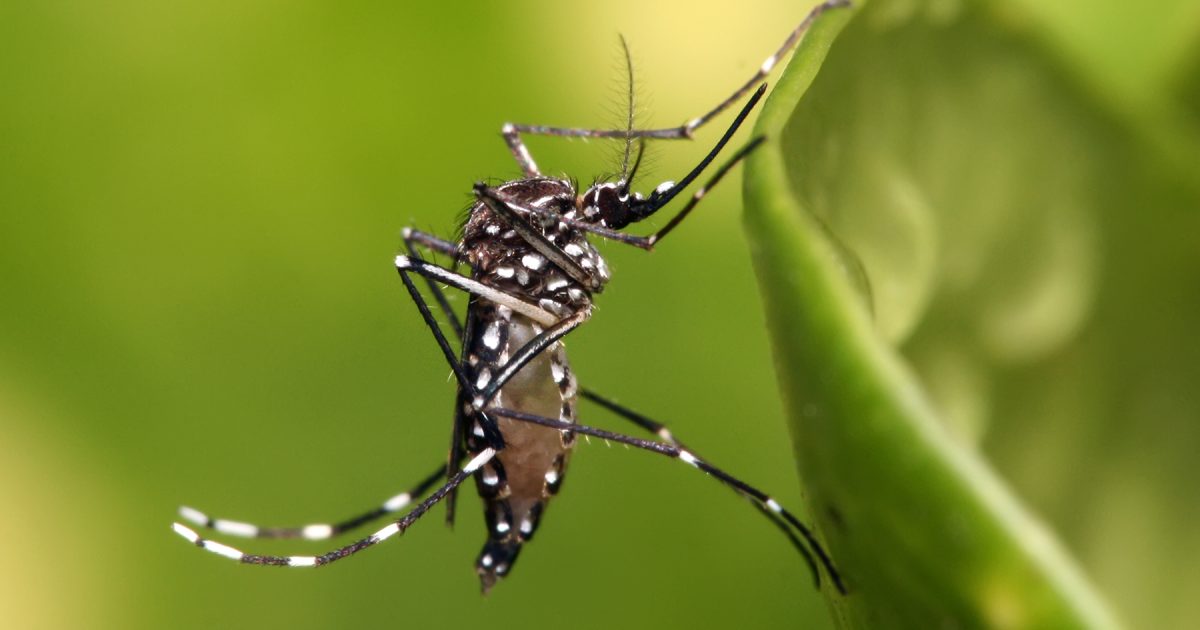 São Paulo registra mais de 58 mil casos de dengue e 42 mortes em 2026