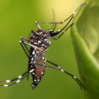 São Paulo registra mais de 58 mil casos de dengue e 42 mortes em 2026