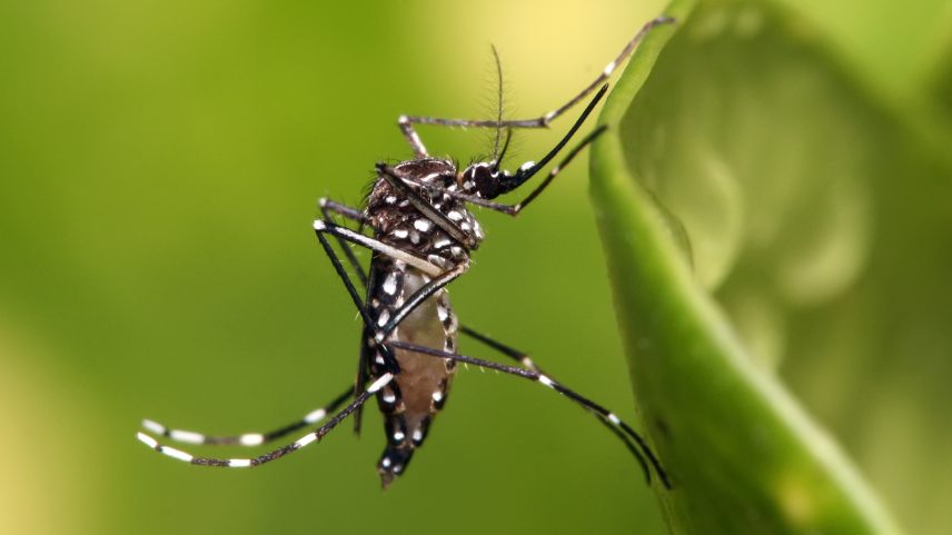 São Paulo registra mais de 58 mil casos de dengue e 42 mortes em 2026