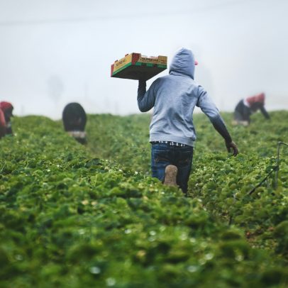 Novo seguro rural é sancionado e amplia benefícios para produtores