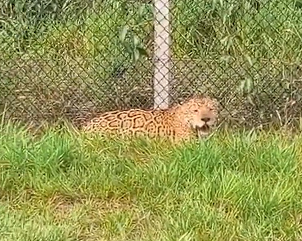 Onça-pintada exausta é resgatada em rodovia no interior de SP