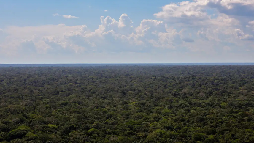 Reino Unido oferece US$ 541 mi a fundo de florestas liderado pelo Brasil