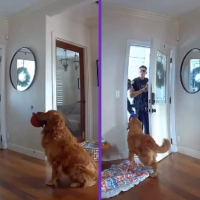 Vídeo: Cachorro recebe ladrão com brinquedo durante assalto nos EUA