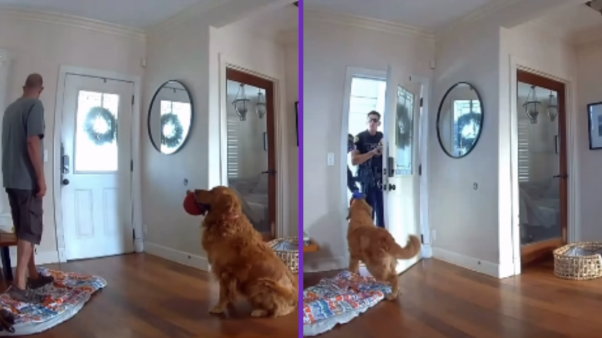 Vídeo: Cachorro recebe ladrão com brinquedo durante assalto nos EUA