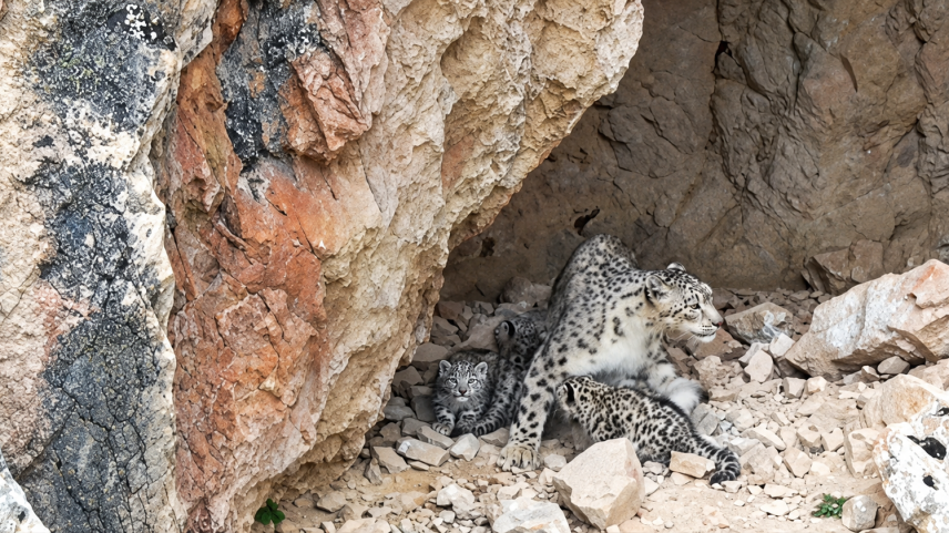 Vídeo raro mostra leoparda-das-neves com filhotes em montanha na China