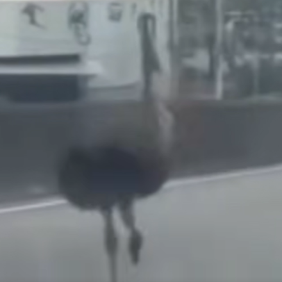 Emu é visto correndo em viaduto na zona oeste do Rio de Janeiro