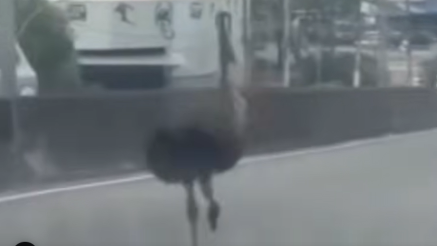 Emu é visto correndo em viaduto na zona oeste do Rio de Janeiro