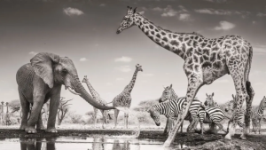 Foto do britânico James Lewin | James Lewin, cortesia do Wildlife Photographer of the Year