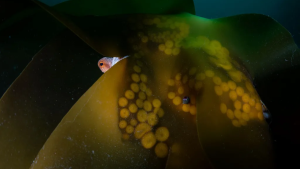 Foto do britânico Aaron Sanders | Aaron Sanders, cortesia do Wildlife Photographer of the Year