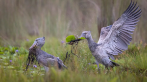 Foto do sul-africano Isak Pretorius | Isak Pretorius, cortesia do Wildlife Photographer of the Year
