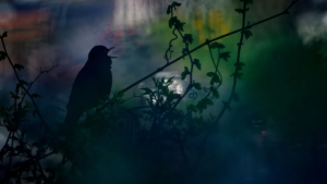 Foto do alemão Konrad Gräeter | Konrad Gräeter, cortesia do Wildlife Photographer of the Year