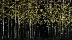 Foto do polonês Michał Michalski| Michał Michalski, cortesia do Wildlife Photographer of the Year