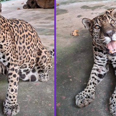 Onça-pintada de Manaus bate recorde mundial de mais velha em cativeiro