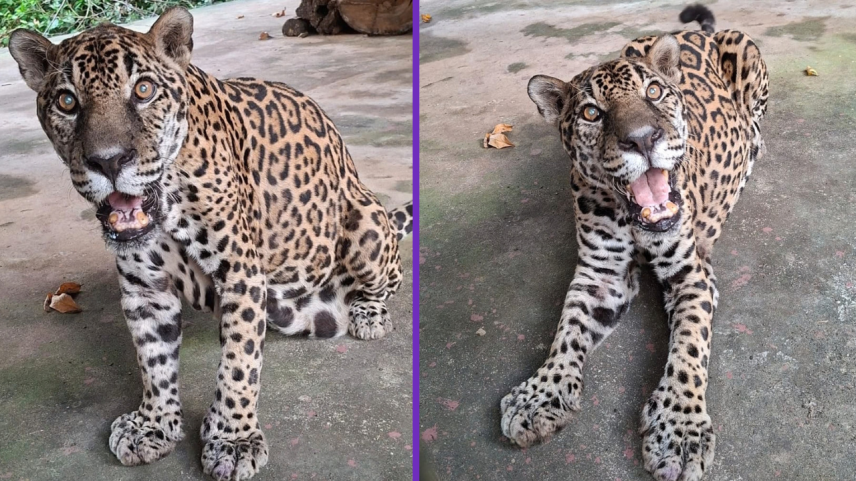 Onça-pintada de Manaus bate recorde mundial de mais velha em cativeiro