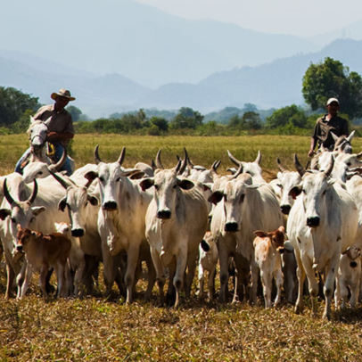 Brasil tem 234 milhões de bovinos, menor rebanho desde 2022
