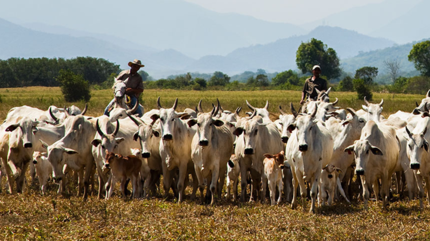 Brasil tem 234 milhões de bovinos, menor rebanho desde 2022
