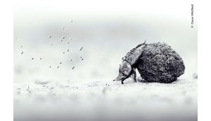 "Trabalho de Amor", captura o árduo esforço de um besouro rola-bosta empurrando sua carga | Oscar Whitfield, cortesia do Wildlife Photographer of the Year