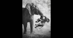Elefanta carrega filhote morte |Federico Veronesi, cortesia do Wildlife Photographer of the Year