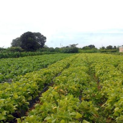 Relatório da FAO indica nova alta nos preços globais de alimentos