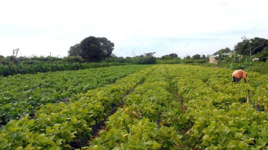 Relatório da FAO indica nova alta nos preços globais de alimentos