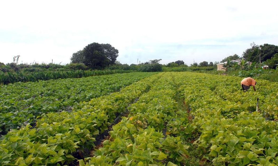 Relatório da FAO indica nova alta nos preços globais de alimentos
