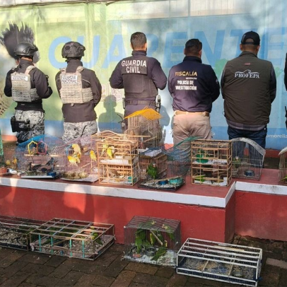 Interpol resgata mil animais e prende 233 pessoas na América Latina