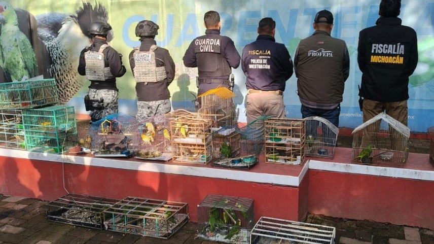Interpol resgata mil animais e prende 233 pessoas na América Latina