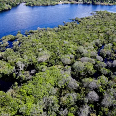 Holanda anuncia US$ 500 mi para fundo florestal liderado pelo Brasil