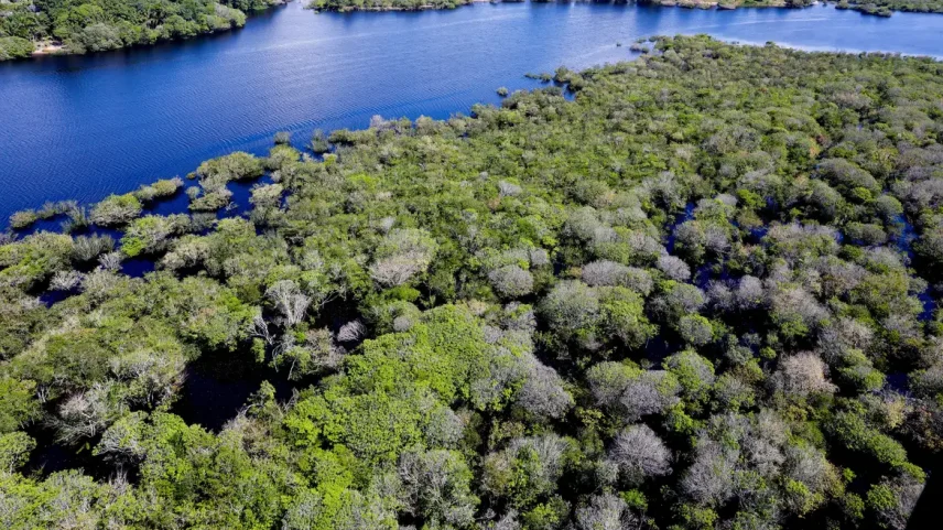 Holanda anuncia US$ 500 mi para fundo florestal liderado pelo Brasil