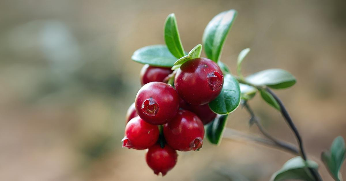 Cranberry em leite fermentado combate infecção urinária com eficácia promissora Cranberry maduro, de cor vermelha, com folhas verdes, fundo desfocado. (Foto: USP Imagens)