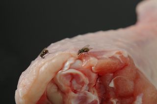 Folha aromática afasta moscas e mantém sua cozinha livre de insetos Foto: Reprodução