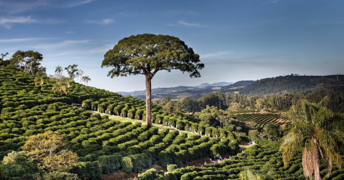 Orfeu planeja expansão no mercado de cafés especiais com foco em crescimento sustentável Jequitibá da Orfeu, na fazenda Sertãozinho, em Botelhos, Minas Gerais. (Foto: Araquém Alcantara)