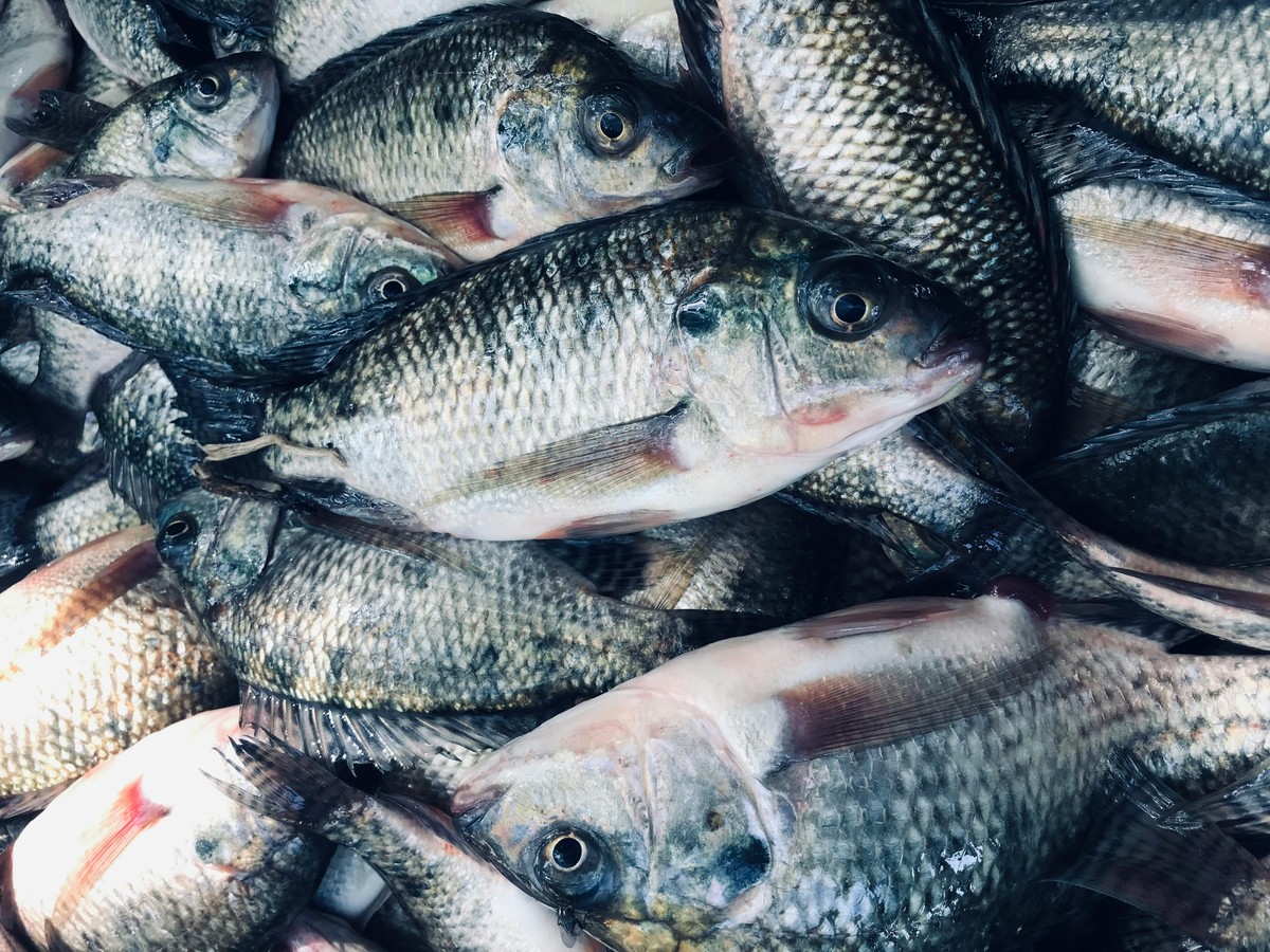 Setor de pescados cancela contratos e contêineres devido a tarifas dos EUA Indústrias de pescados já começaram a cancelar contratos e o envio de contêineres para os Estados Unidos (Foto: Metmiku Yohanes Mena/Pexels)