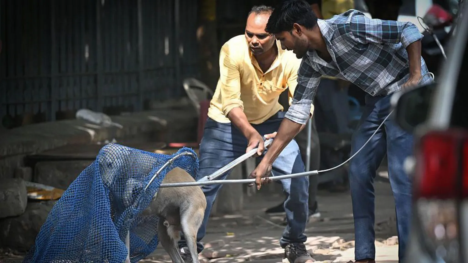Supremo Tribunal da Índia ordena transferência de cães abandonados para abrigos