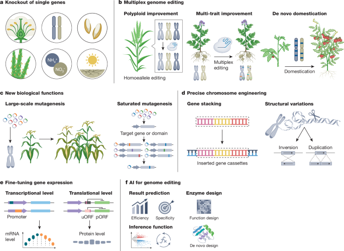 Inovações biotecnológicas e de IA promovem melhorias nas culturas agrícolas Foto: Reprodução
