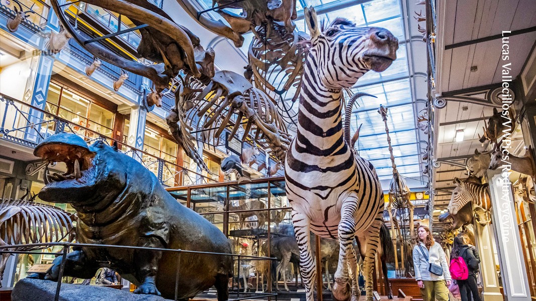 Museus de história natural promovem conservação e enfrentam colonialismo e mudanças climáticas Jack Ashby é diretor assistente do Museu de Zoologia da Universidade de Cambridge, no Reino Unido. (Foto: Jacqueline Garget)