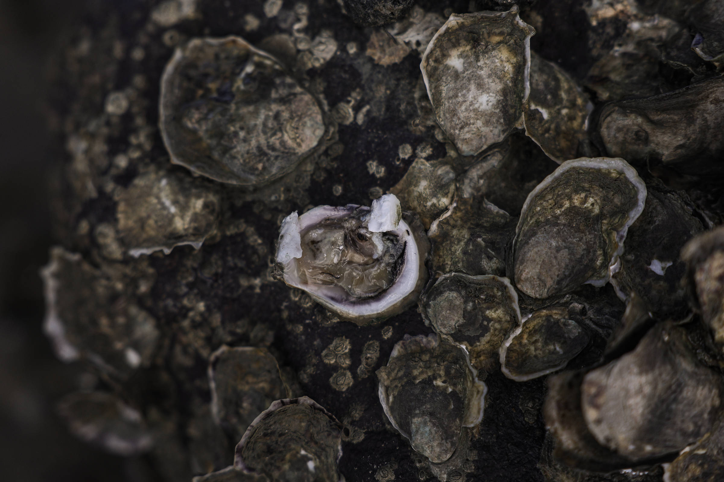 Ostras encontradas na Ilha da Maré, em Salvador; estudo inédito nacional encontra arsênio e bactérias multirresistentes em ostras cruas prontas para consumo em diversas partes do Brasil (Foto: Rafaela Araújo-06.mar.25/Folhapress)