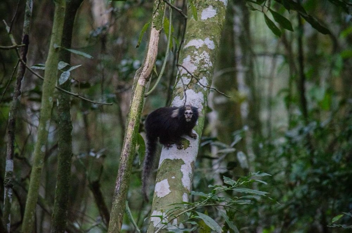 Primata ameaçado é avistado em trilha de parque no Rio de Janeiro Sagui-da-serra-escuro (Callithrix aurita) no Parque Estadual do Desengano — Foto: Divulgação/ Samir Mansur