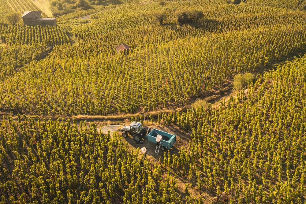 Caves cooperativas enfrentam crise no setor vitivinícola brasileiro Foto: Reprodução