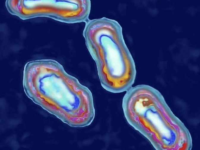 Homem morre nos EUA após contrair bactéria da 'Grande Peste' medieval A bactéria Yersinia pestis é capaz de transmitir as três formas mais comuns de peste (Foto: Getty Images)