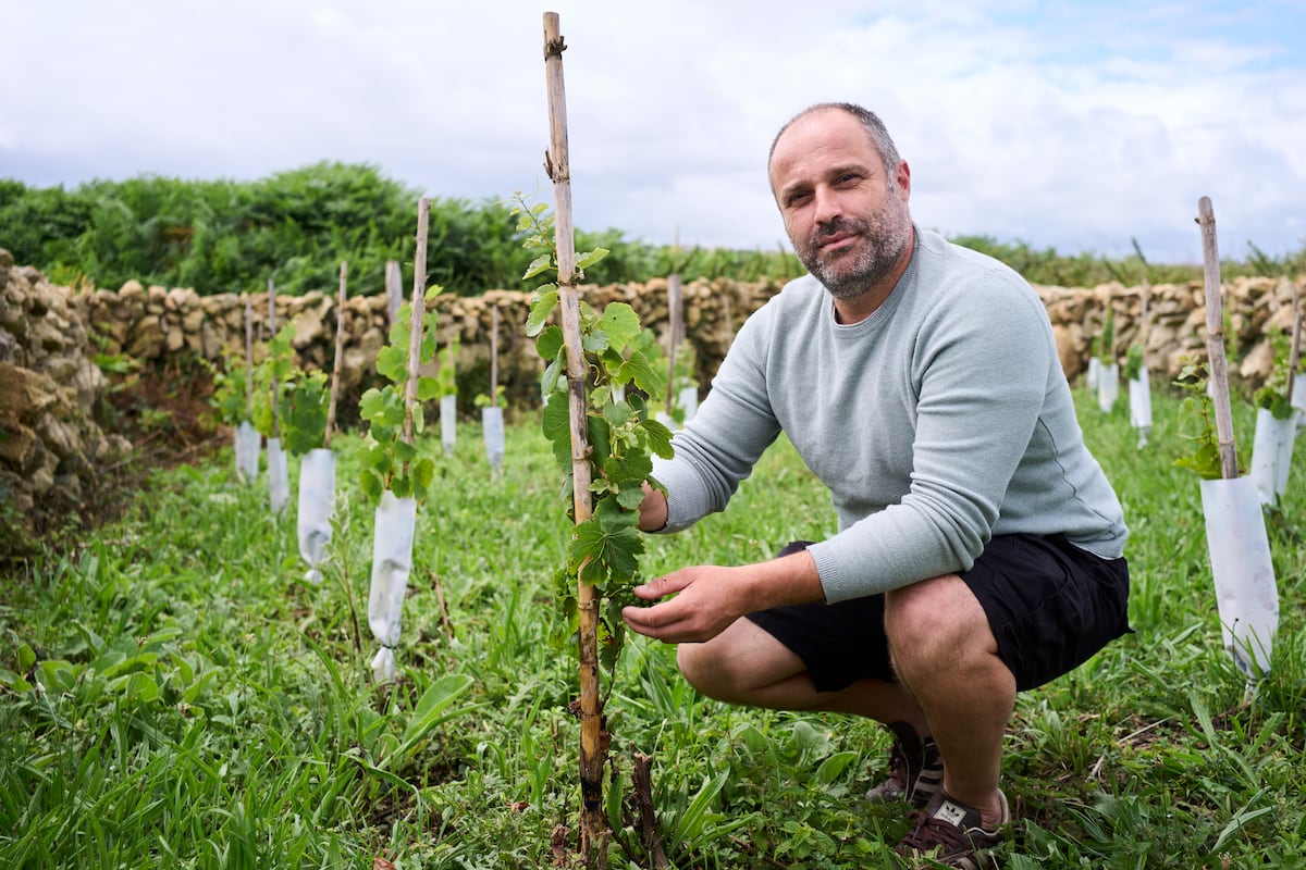 Pedro Agudo mostra as uvas em um de seus vinhedos em Cueto, bairro ao norte de Santander. (Foto: Juan Manuel Serrano Arce)