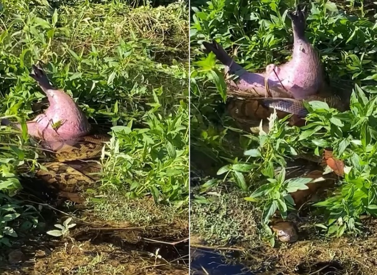 Sucuri é filmada enquanto devora capivara em rio no Mato Grosso do Sul (Foto: Reprodução/Redes Sociais/Célio Araujo)
